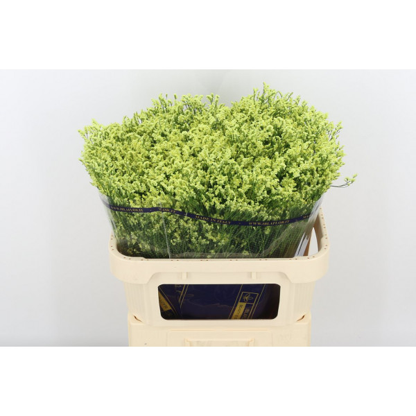 Limonium Sin Yellow Diamond 80cm A1 Col-Yellow