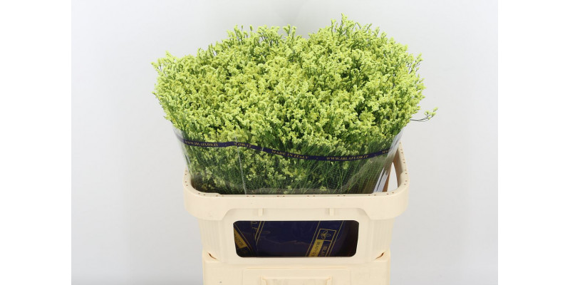 Limonium Sin Yellow Diamond 80cm A1 Col-Yellow