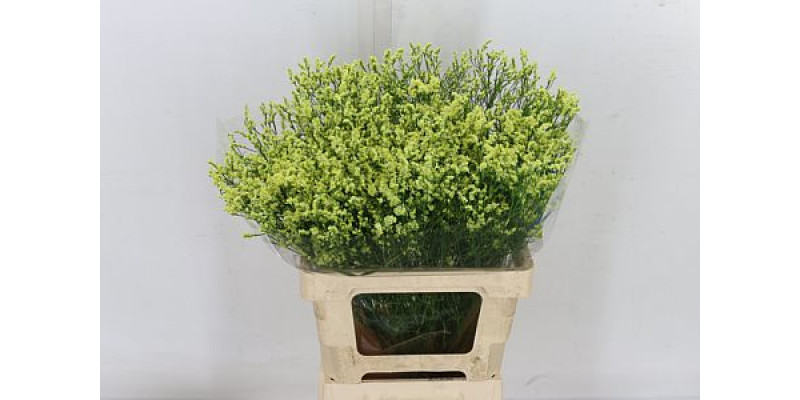 Limonium Sin Yellow Diam 65cm A1