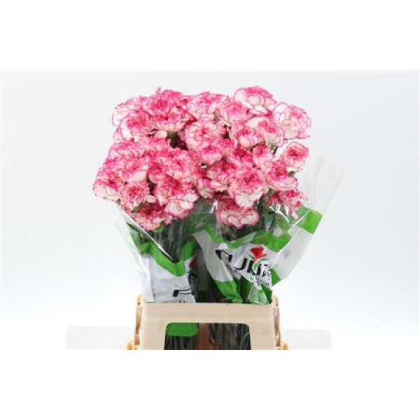 Dianthus St Komachi 70cm A1