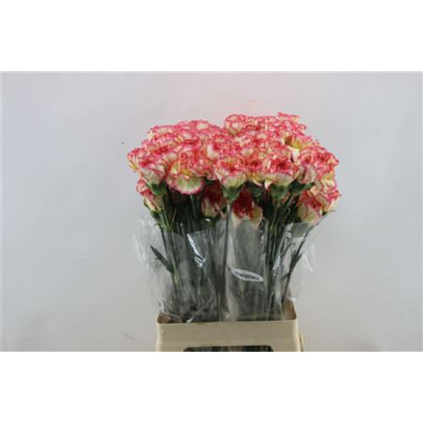 Dianthus St Komachi Fiesta 65cm A1