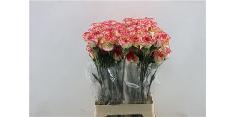 Dianthus St Komachi Fiesta 65cm A1