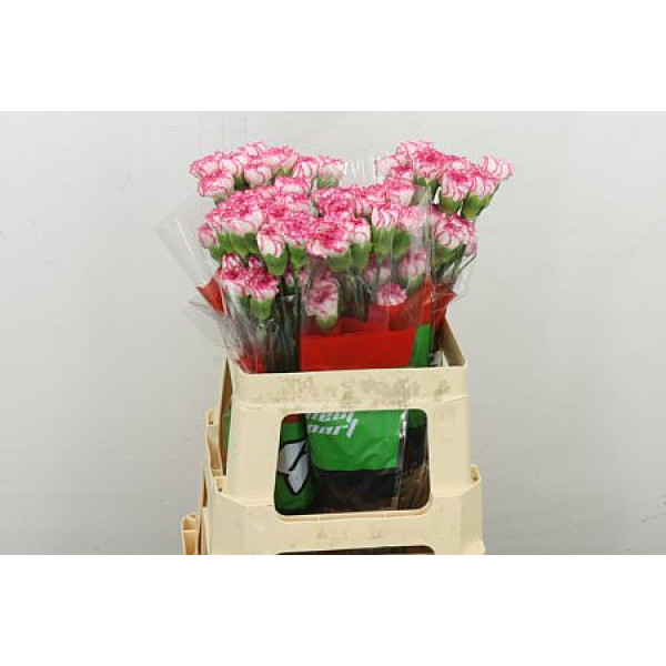 Dianthus .st Komachi 55 55 cm 