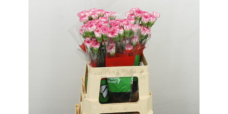Dianthus .st Komachi 55 55 cm 