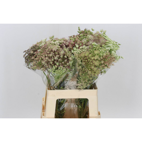 Daucus Carota Dara 60cm A1 Col-Purple