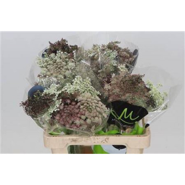 Daucus Carota Dara 60cm  Col-Brown