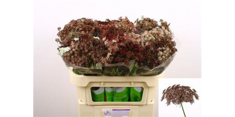 Daucus Carota Dara 70cm A1