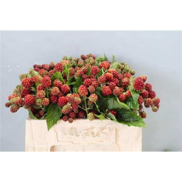 Rubus 30cm 30cm A1