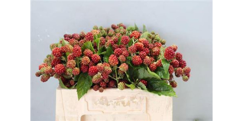 Rubus 30cm 30cm A1