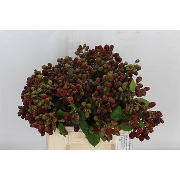 Rubus 45cm 45cm A1