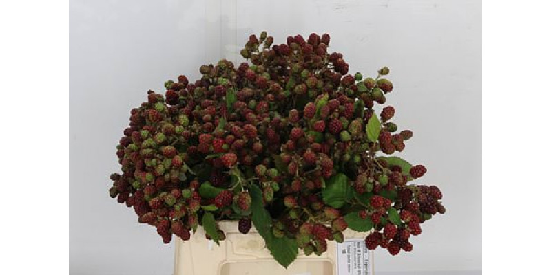 Rubus 45cm 45cm A1