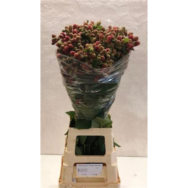 Rubus 80cm Extra 80cm A1