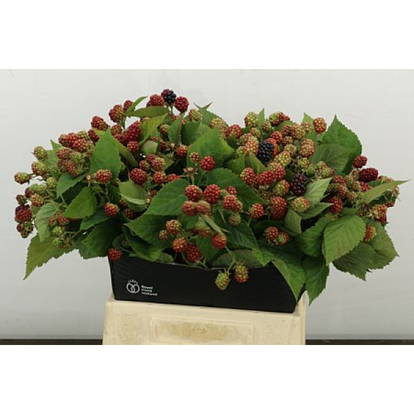 Rubus Freesias Chester 45cm A1