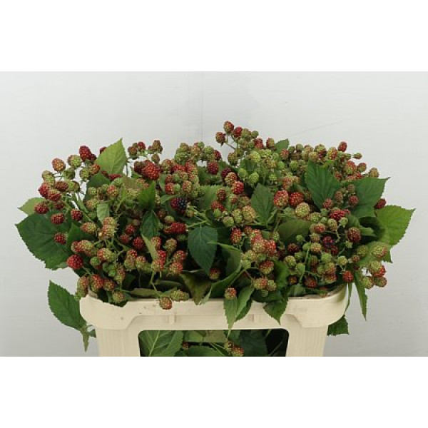 Rubus Freesias Chester 70cm A1