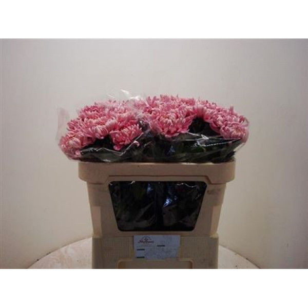 Chrysanthemums G Allouise 80cm A1