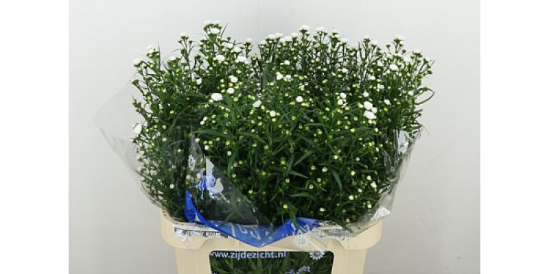 Aster  Cassy 80cm A1