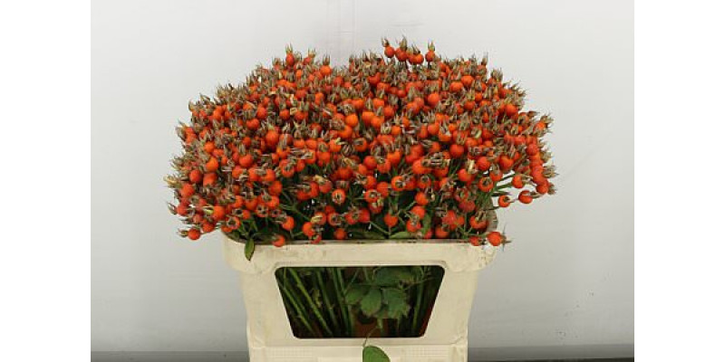 Rosa Pumpkin 70 cm A1