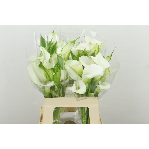 Zanthedeschias Calla Lilly Crystal Blush Double Flower 60 cm A1