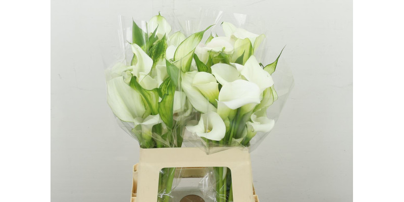 Zanthedeschias Calla Lilly Crystal Blush Double Flower 60 cm A1