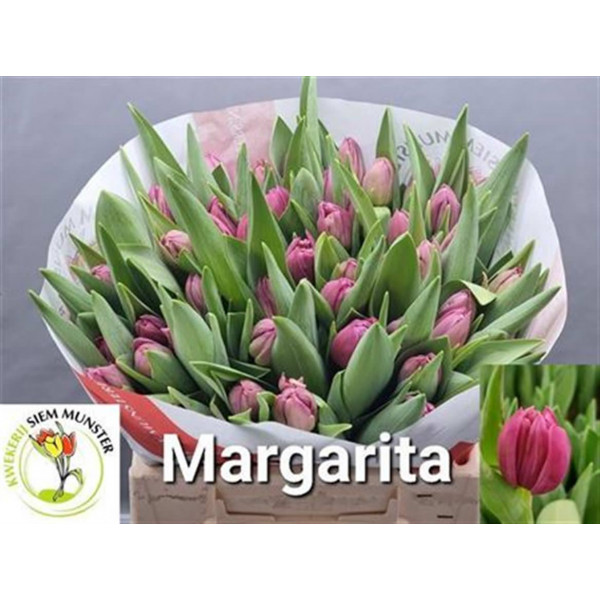 Tulips Du Margarita 37cm A1 Col-Cerise