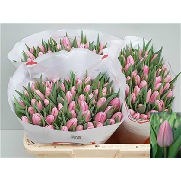 Tulips En Aafke 40cm A1 Col-Pink