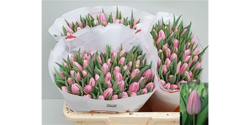 Tulips En Aafke 40cm A1 Col-Pink