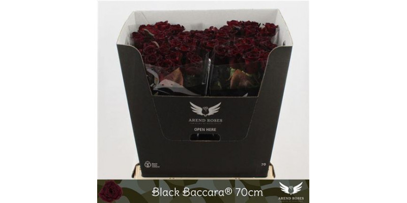Rose Gr Black Baccara 70cm A1 Col-Black