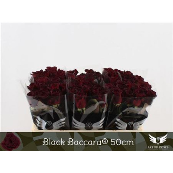 Rose Gr Black Baccara 50 A1Black