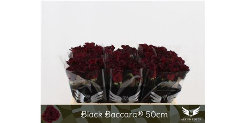 Rose Gr Black Baccara 50 A1Black