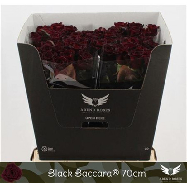 Rose Gr Black Baccara 60cm A1 Col-Black