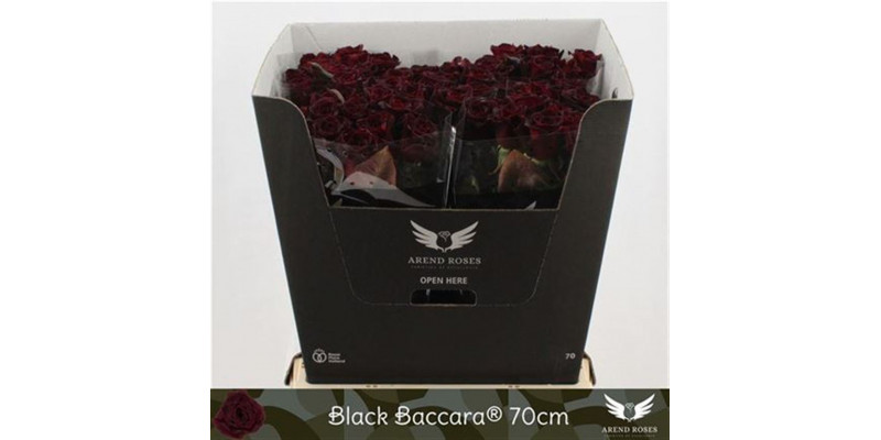 Rose Gr Black Baccara 60cm A1 Col-Black