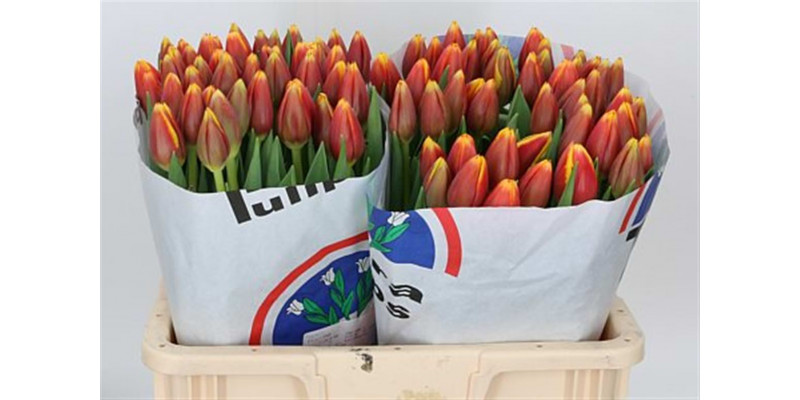 Tulips En Rambo 40cm A1 Col-Bicolor