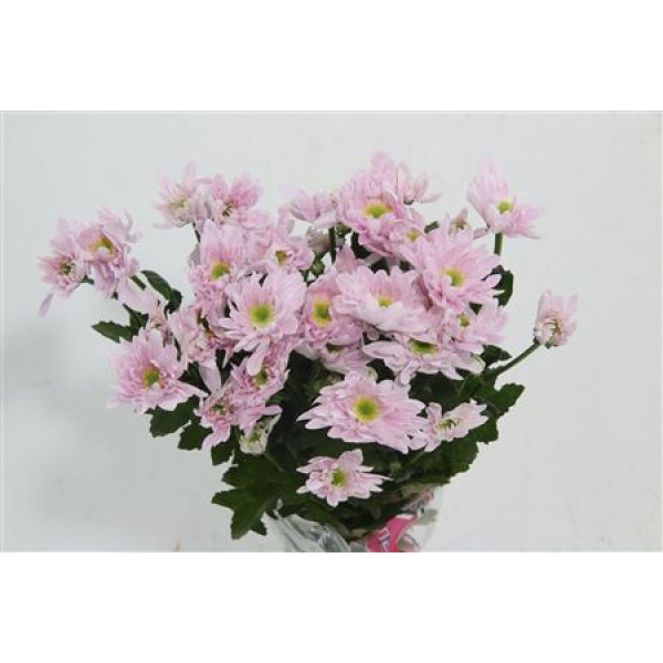 Chrysanthemums T Mona Lisa Pink 70cm A1