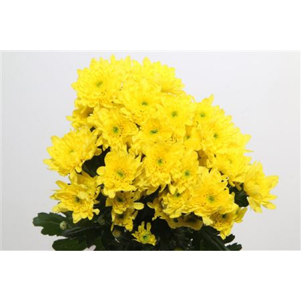 Chrysanthemums T Euro Sunny 70cm A1 Col-Yellow