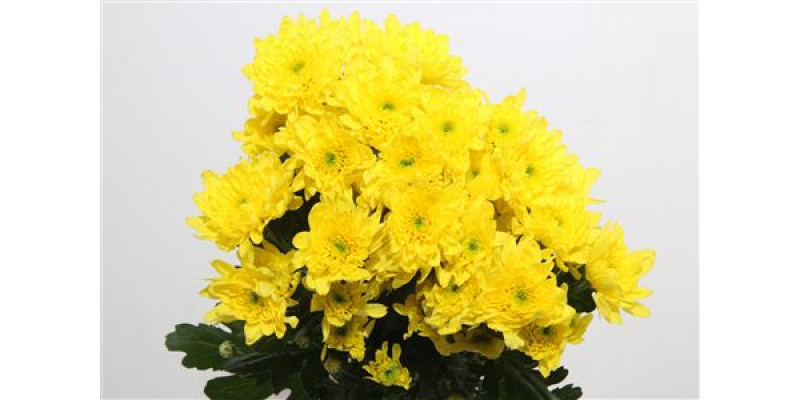 Chrysanthemums T Euro Sunny 70cm A1 Col-Yellow