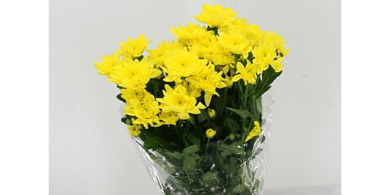 Chrysanthemums T Euro Sunny 70cm A1