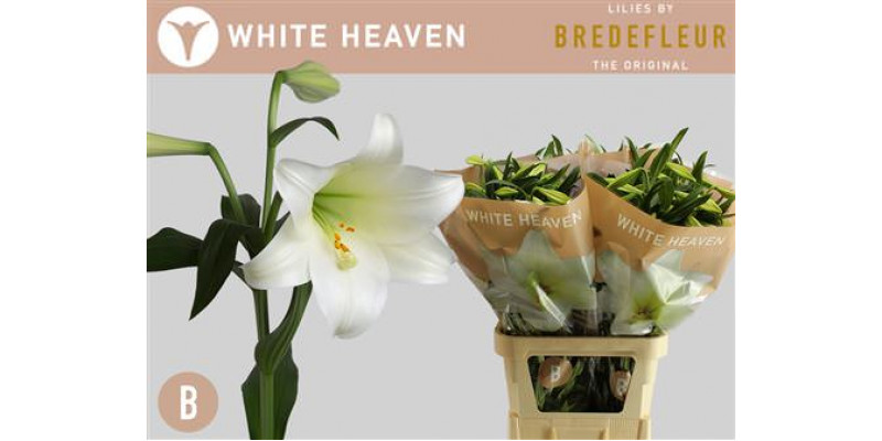 Lillys Lf White Heaven 3+ 95cm A1 Col-White