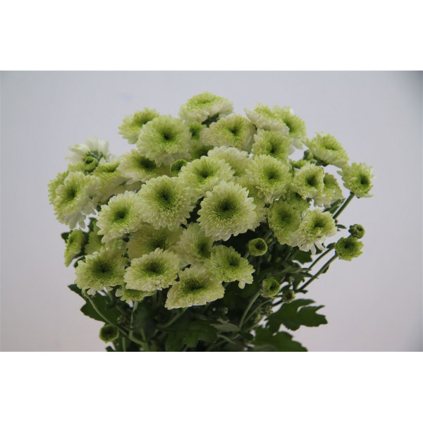 Chrysanthemums T Furore 70cm A1 Col-Light Green