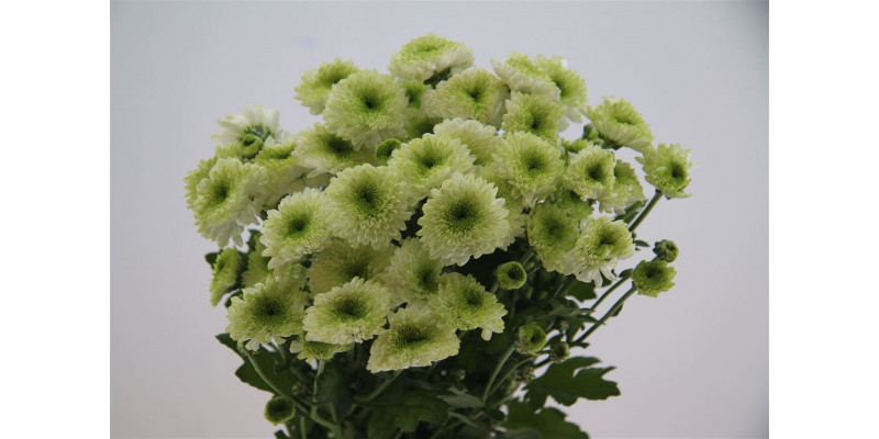 Chrysanthemums T Furore 70cm A1 Col-Light Green