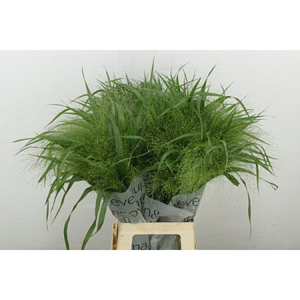 Siergr Panicum Fountain 70 cm A1