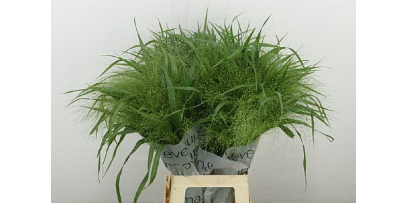 Siergr Panicum Fountain 70 cm A1