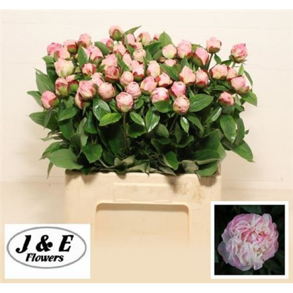 Peonies Gardenia 55cm  Col-Pink