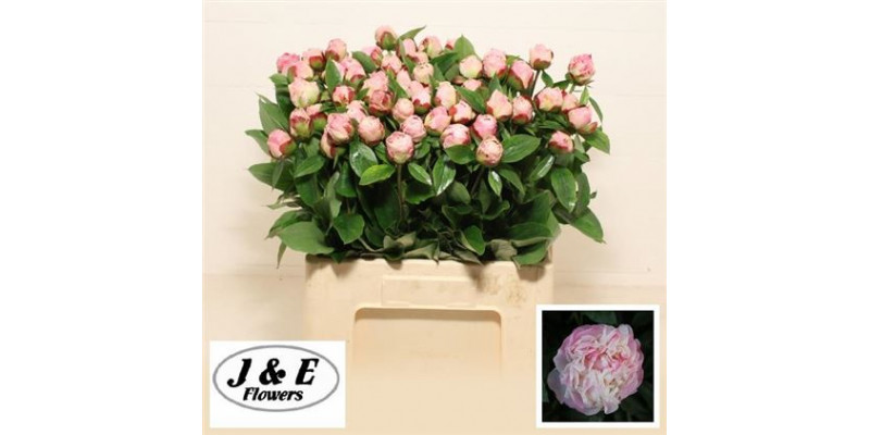 Peonies Gardenia 55cm  Col-Pink