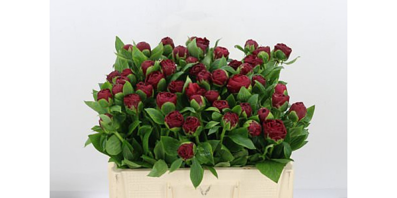 Peonies Henry Bockstoce 55cm A1