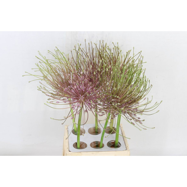 Allium Schubertii 60cm 60 cm A1