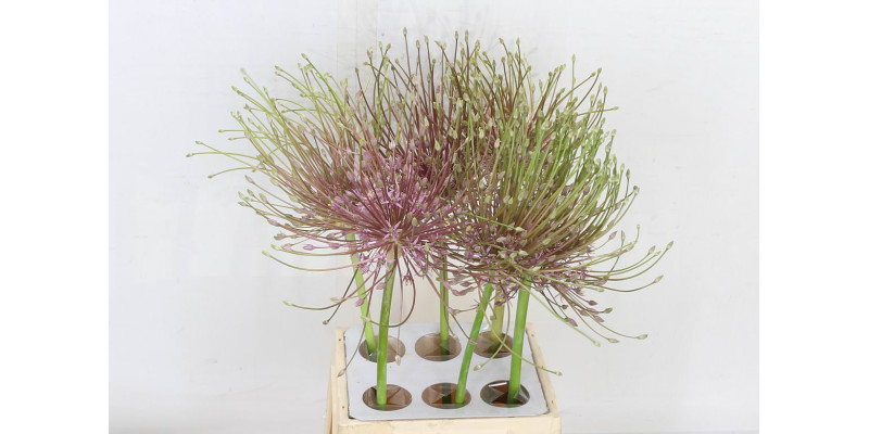 Allium Schubertii 60cm 60 cm A1