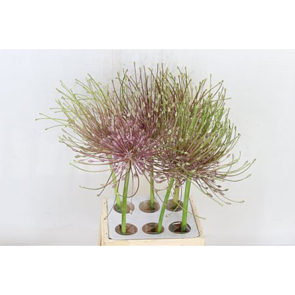 Allium Schubertii 55cm 55 cm A1