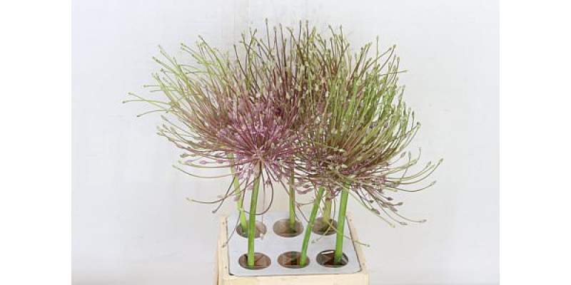 Allium Schubertii 55cm 55 cm A1