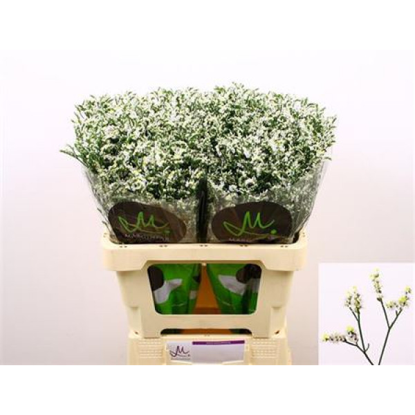 Limonium Sin China White 60 White