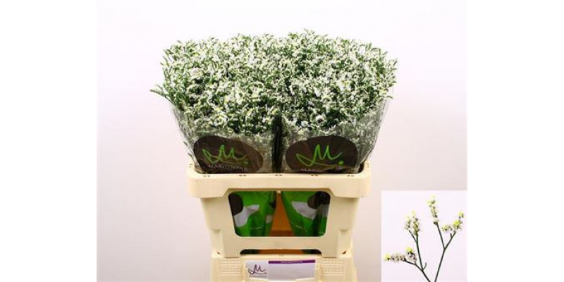 Limonium Sin China White 60 White